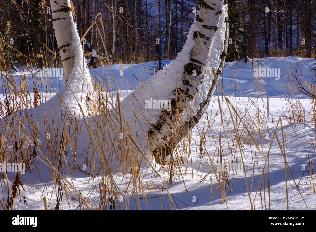 Betulla nella neve alta, Courmayeur, Valle d'Aosta, Italia Foto Stock