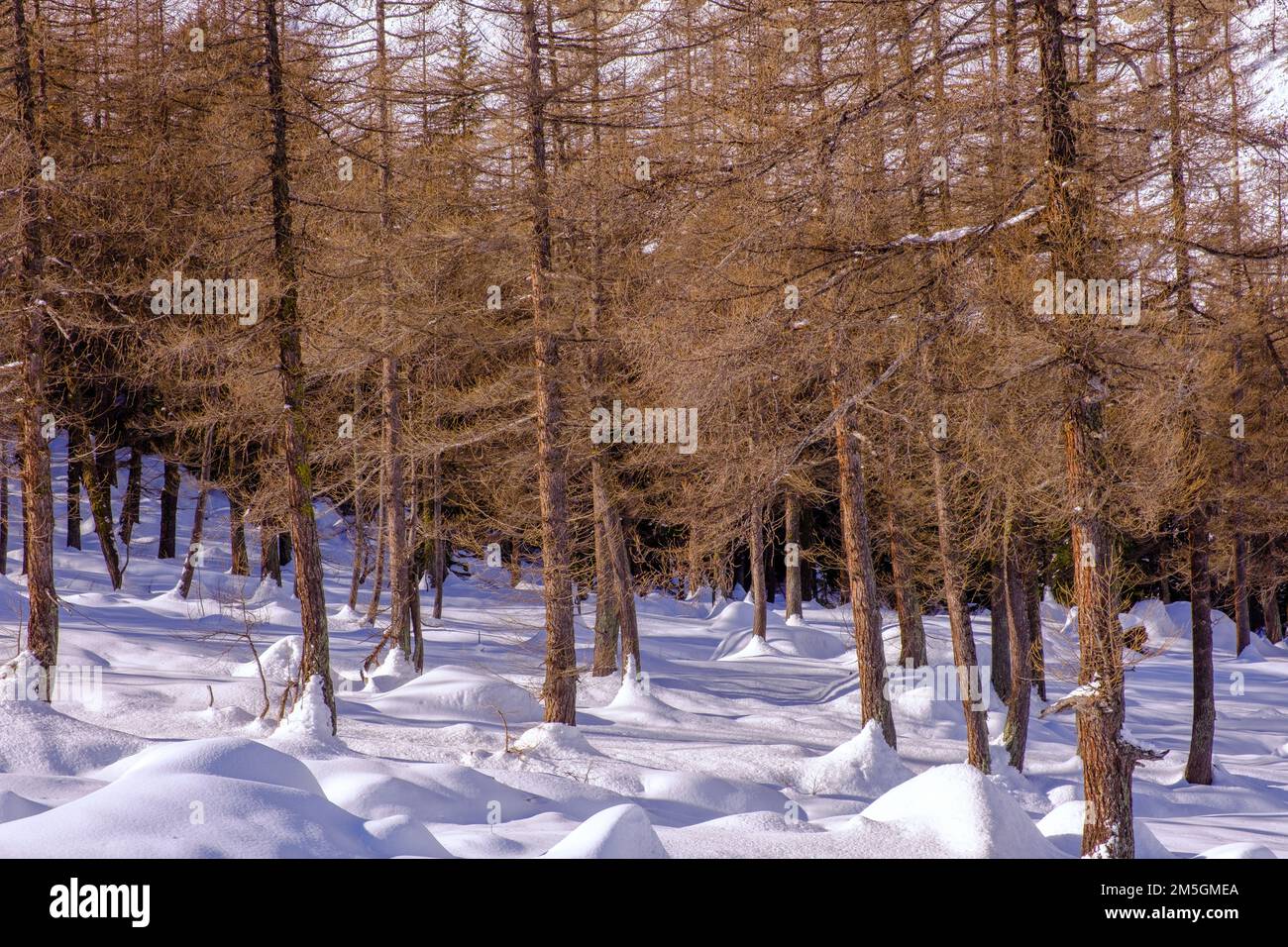 Foresta di larici innevati, Valle d'Aosta, Italia Foto Stock