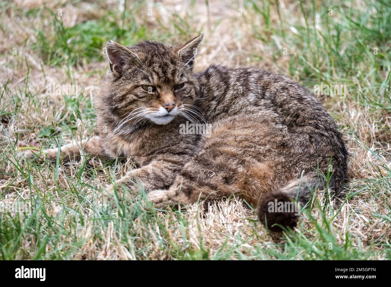 Wildcat riposante sull'erba in una calda giornata estiva Foto Stock