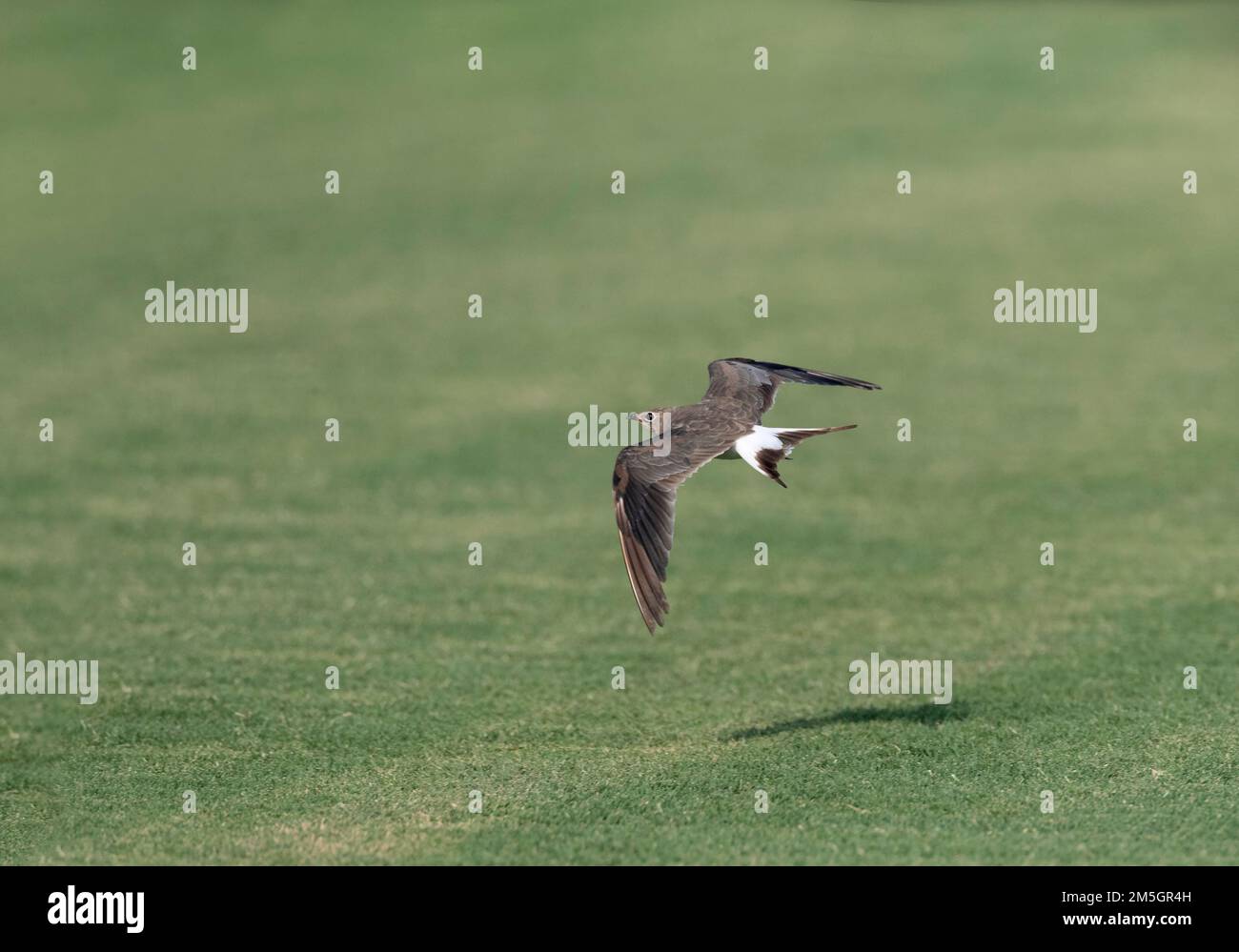 Adulto Pernice di mare (Glareola pratincola) moutling all'inverno del piumaggio durante l'autunno nel Delta del Ebro, Spagna. Mostra ala superiore. Foto Stock