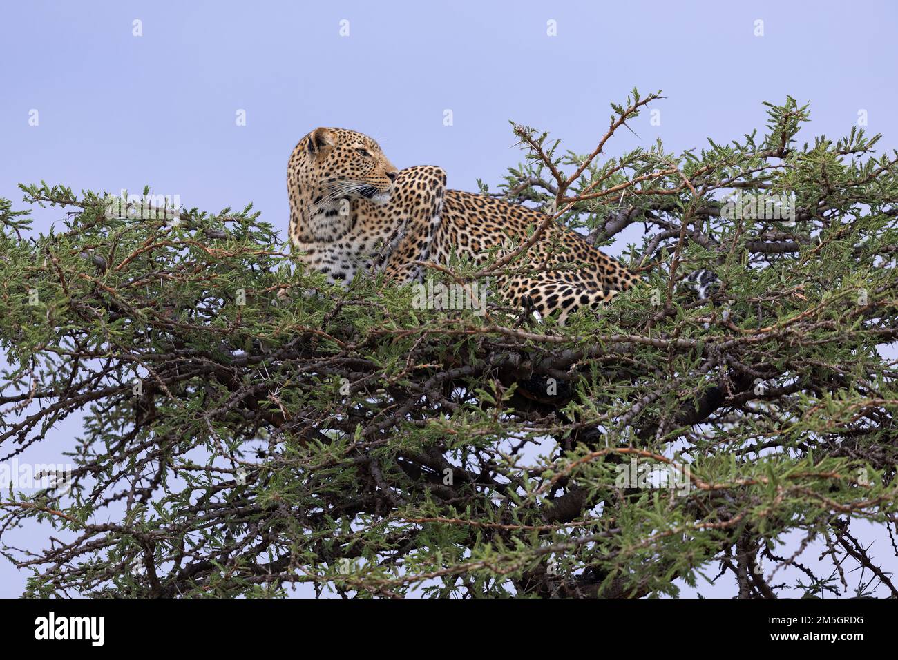 Leopardo in o su un albero di acacia prickly, Masai Mara, Olare Motorogi Conservancy, Kenya. - colpisci una posa Foto Stock