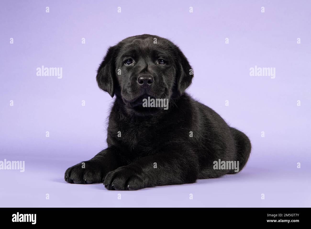 Nero labrador cucciolo sdraiato su uno sfondo viola lavanda guardando la fotocamera Foto Stock