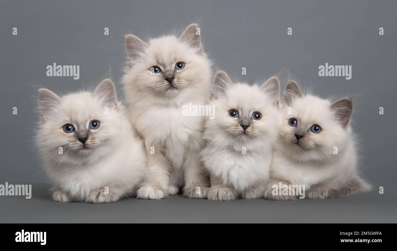 Quattro carini ragdoll purebred gattini insieme guardando la macchina fotografica su uno sfondo grigio Foto Stock