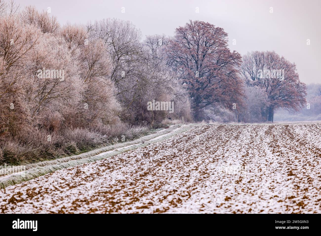 Impressione invernale sul bordo del campo con alberi ghiacciati e colori in tenui colori pastello invernali, Germania Foto Stock