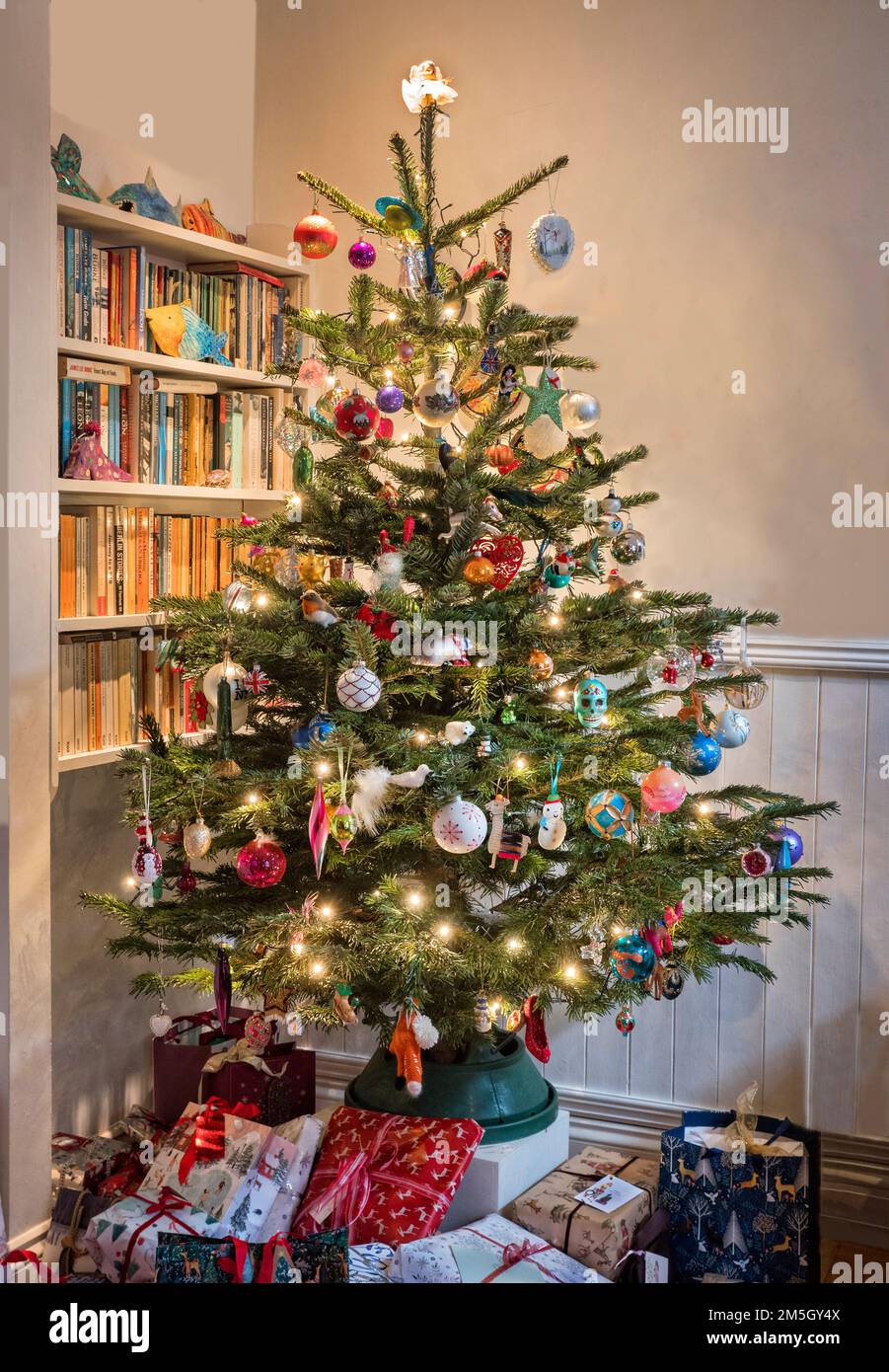 Tradizionale abete rosso blu Christmas Tree mostra in una casa di Londra del Nord Regno Unito Foto Stock