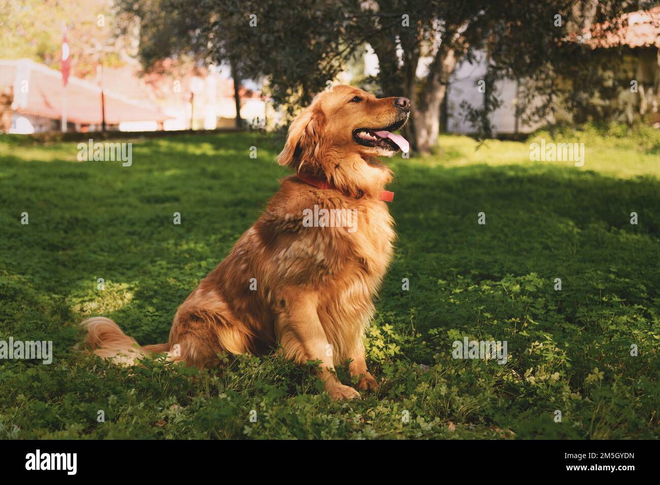 Bandiera Decorativa Breeze Decor – "Life Is Better With A Labrador" – 28x40 Pollici – Multicolore