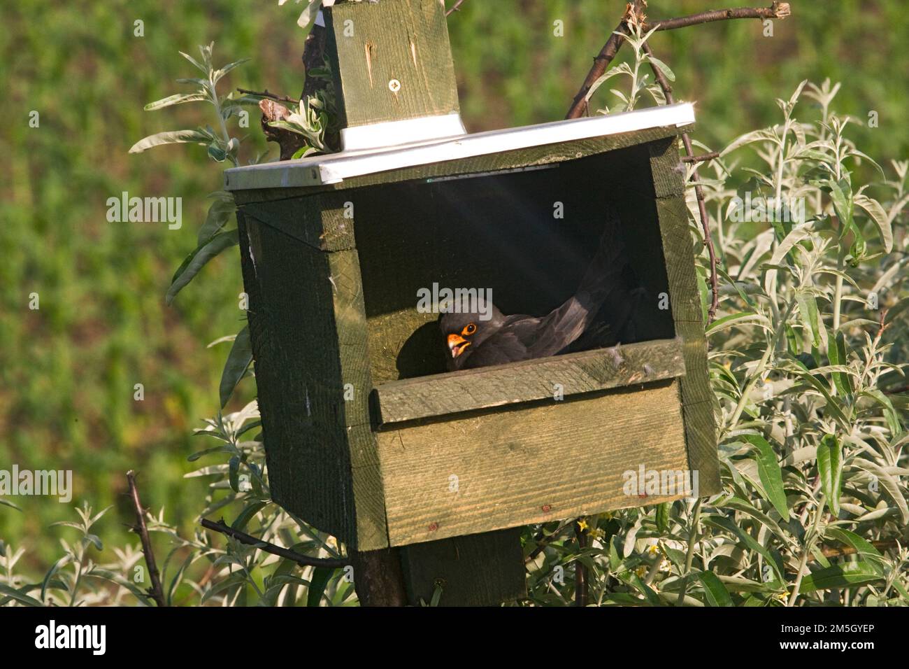 Roodpootvalk broedend in nestkast; rosso-footed falchi di allevamento in scatola di nido Foto Stock