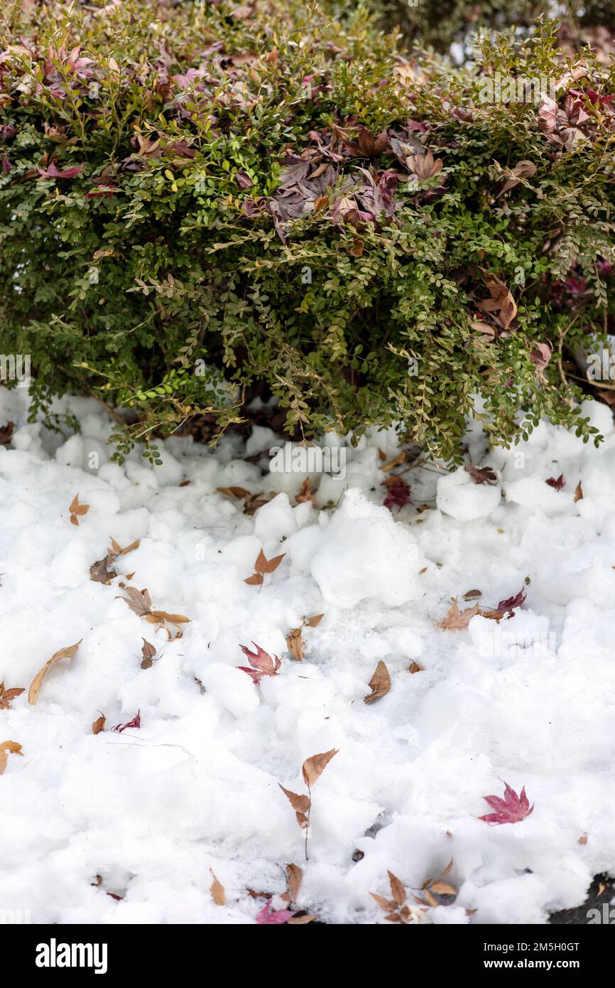 Una deriva di foglie e neve, l'autunno si è trasformato in inverno, l'inverno si è trasformato in primavera Foto Stock