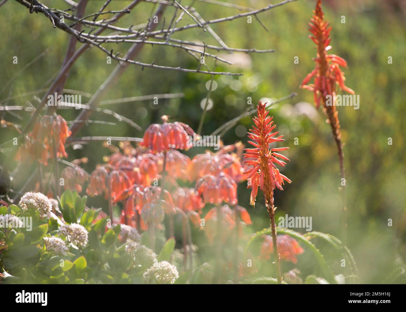 Un giardino da sogno e succulento con una varietà di piante con fiori d'arancio vibranti che crescono alla luce del sole Foto Stock