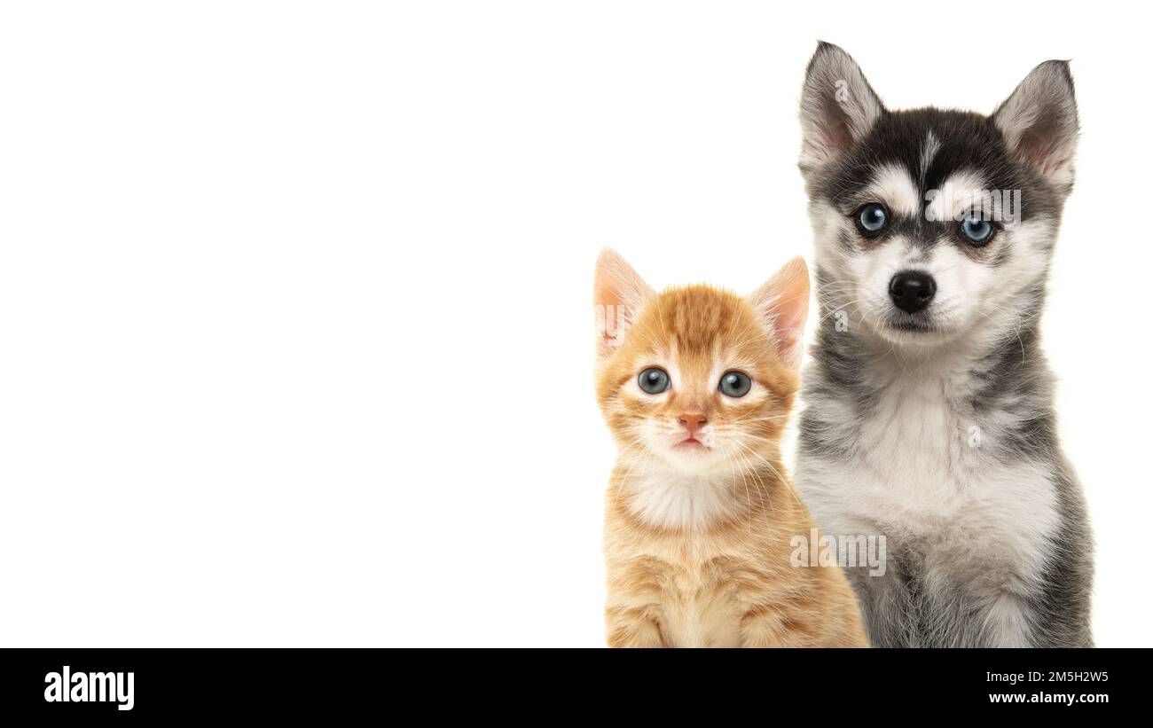 Ginger gattino e puppy puppy pungiglione ritratto insieme su uno sfondo bianco con spazio per la copia Foto Stock