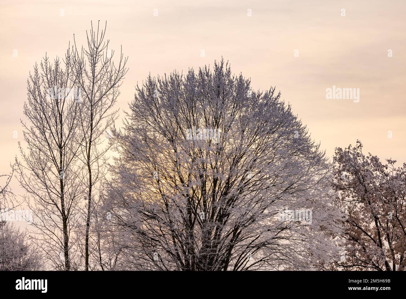 Atmosfera leggera la sera d'inverno con alberi ghiacciati nella luce posteriore Foto Stock