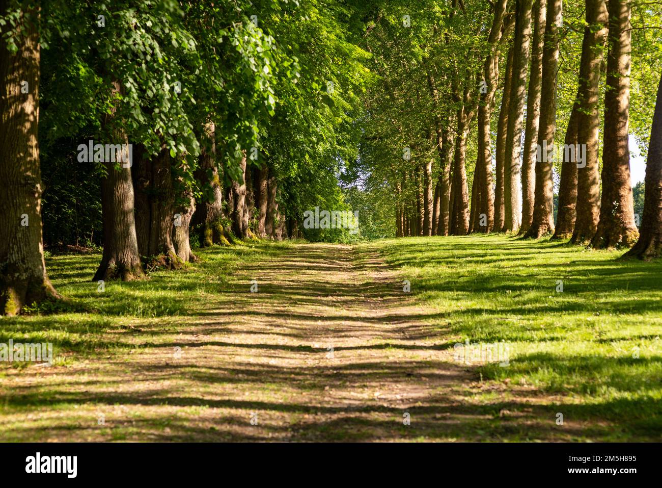 Maincy, Francia - 21 maggio 2022: Un vicolo fiancheggiato da alberi di sicomoro in un giardino classico francese (Vaux-le-Vicomte). Una foto in formato orizzontale scattata in un Foto Stock