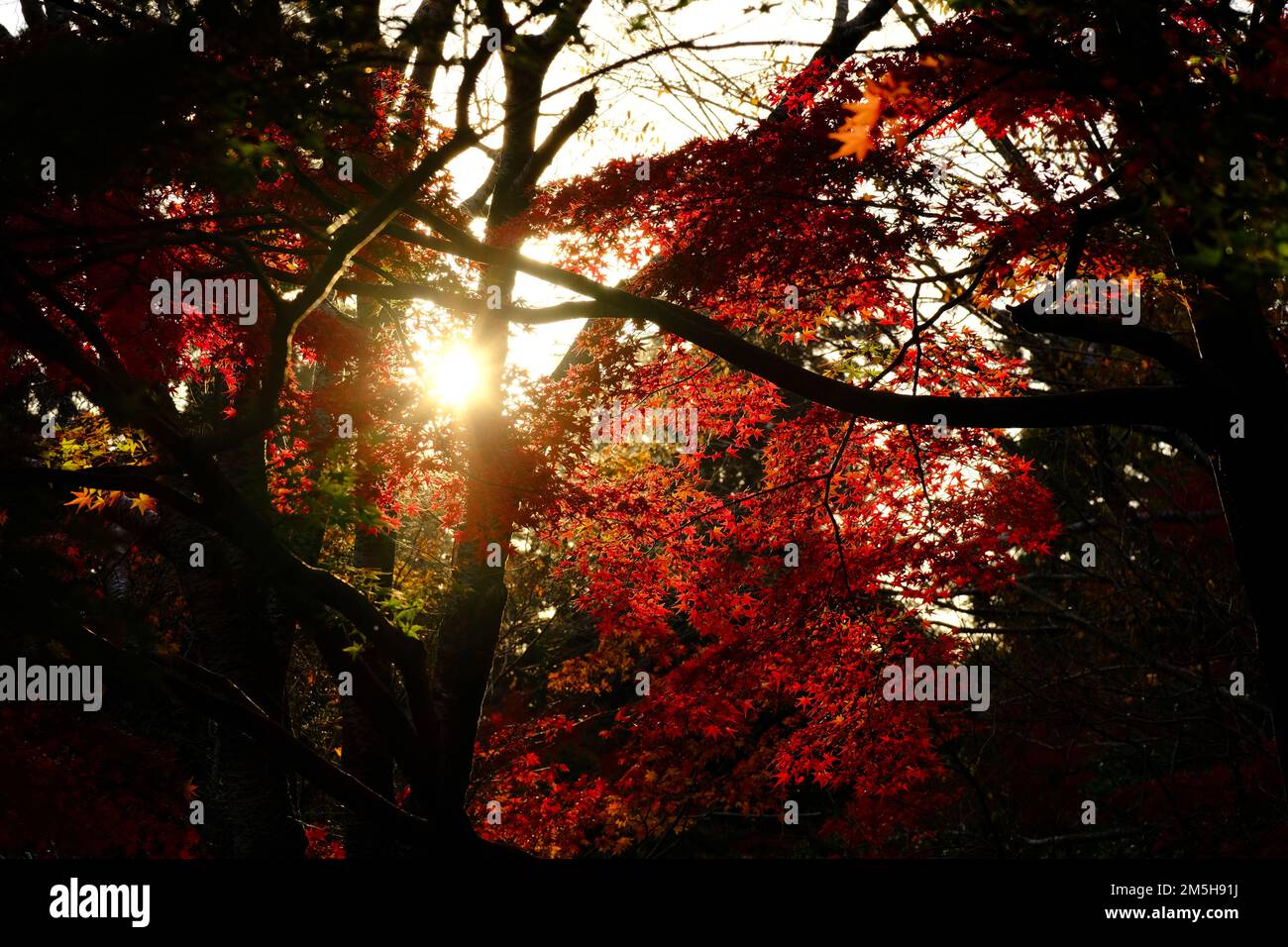 Nagoya's Leaf Peeping 2022 al Higashiyama Botanical Garden Foto Stock