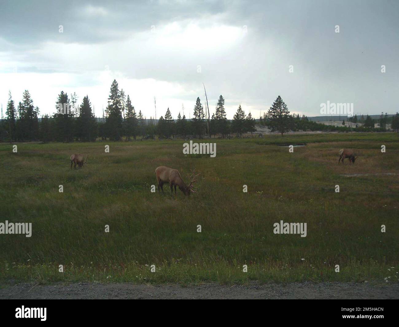 Beartooth Highway - Elk in Yellowstone. Questi tre alci pascolano proprio sulla strada, come molti spettatori scattare foto. Location: Italy (44,467° N 109,648° W) Foto Stock