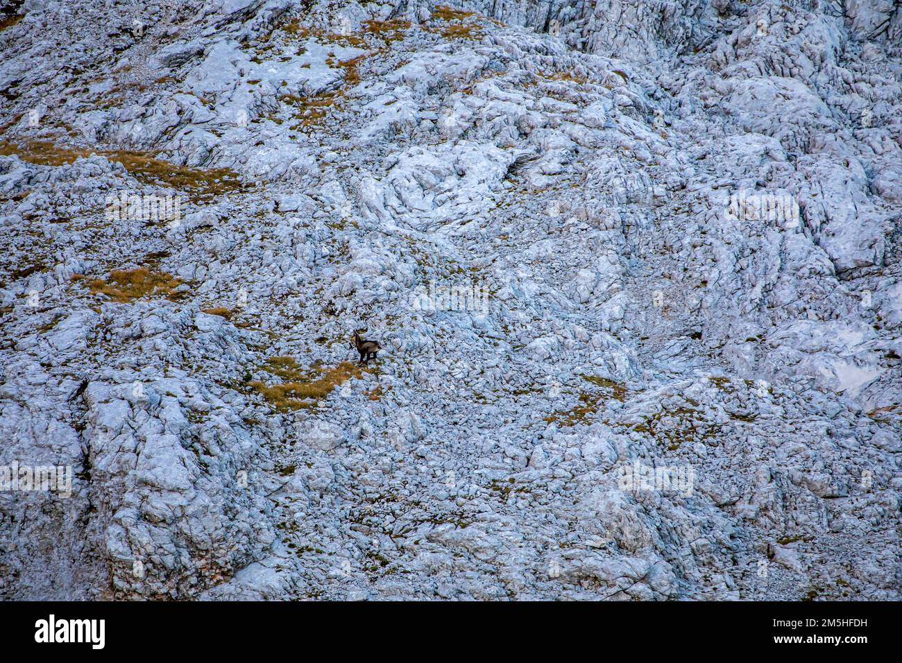 Camosci nelle alpi Giulie, Slovenia Foto Stock