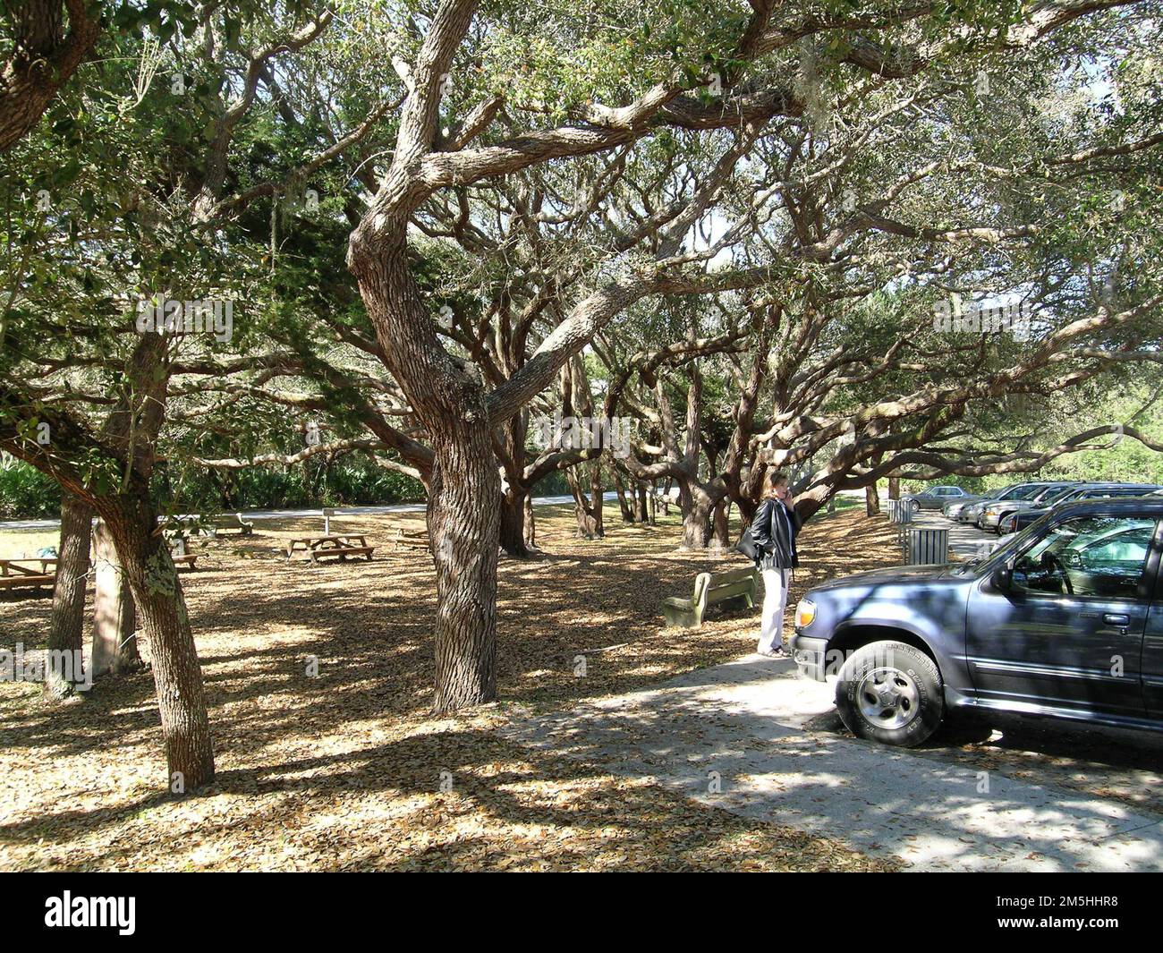 A1A Scenic and Historic Coastal Byway - relax all'ombra al Fort Matanzas National Monument. Gli arti ritorti degli alberi a Fort Matanzas forniscono riparo dal sole della Florida. Location: (29,711° N 81,237° W) Foto Stock
