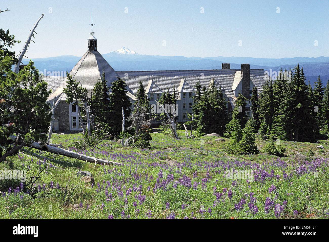 Mt. Hood Scenic Byway - Fiori primaverili al Timberline Lodge. Fiori di campo viola punteggiano il paesaggio di fronte al Timberline Lodge. Ubicazione: Timberline Lodge, Oregon (45,331° N 121,711° W) Foto Stock