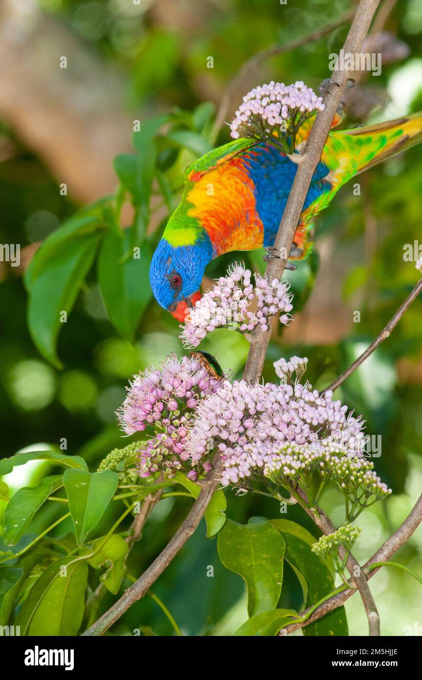 Rainbow Lorikeet Trichoglossus moluccanus in Evodia Blossoms Foto Stock