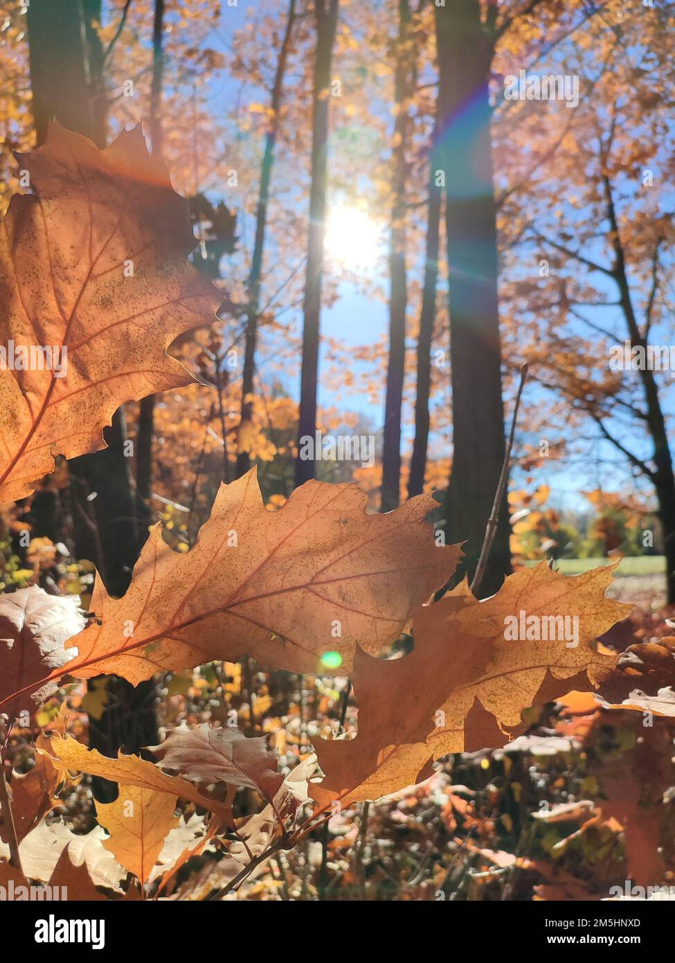 Belle foglie di quercia marrone nella foresta il giorno di autunno soleggiato. Sole luminoso e cielo blu. Grandi foglie autunnali di primo piano e raggi di sole. Stagione autunnale. Sfondo naturale Foto Stock