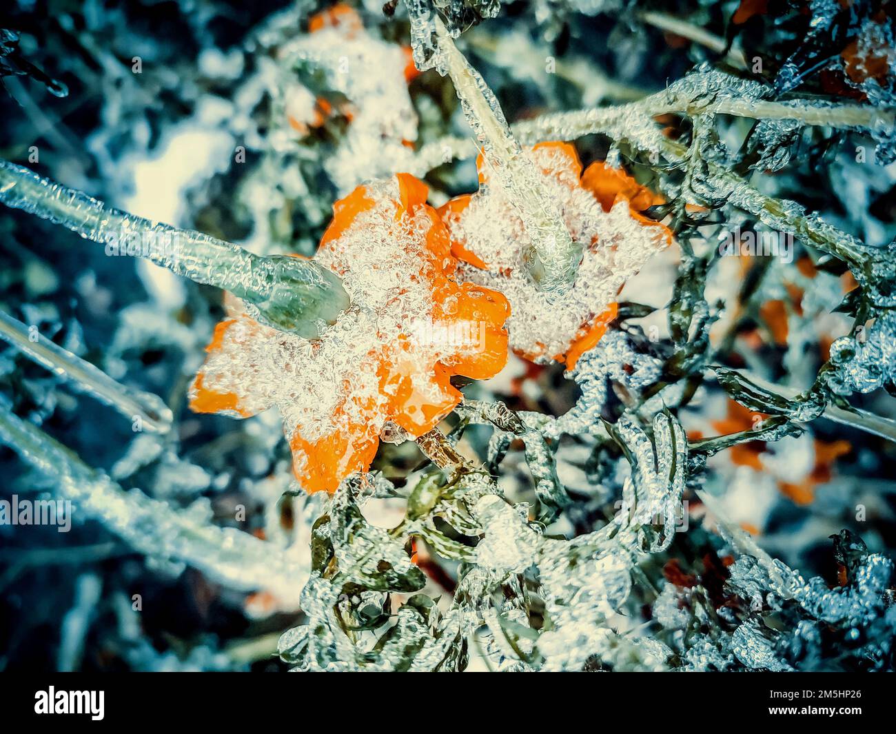 Fiori ghiaccio coperto di neve primo piano. Fiori giallo-arancio brillante Chernobrivtsy e erba coperta di ghiaccio e neve in una giornata invernale. Inverno, vineria, freddo, ghiaccio, ghiaccio, congelato gelido. Sfondo naturale Foto Stock