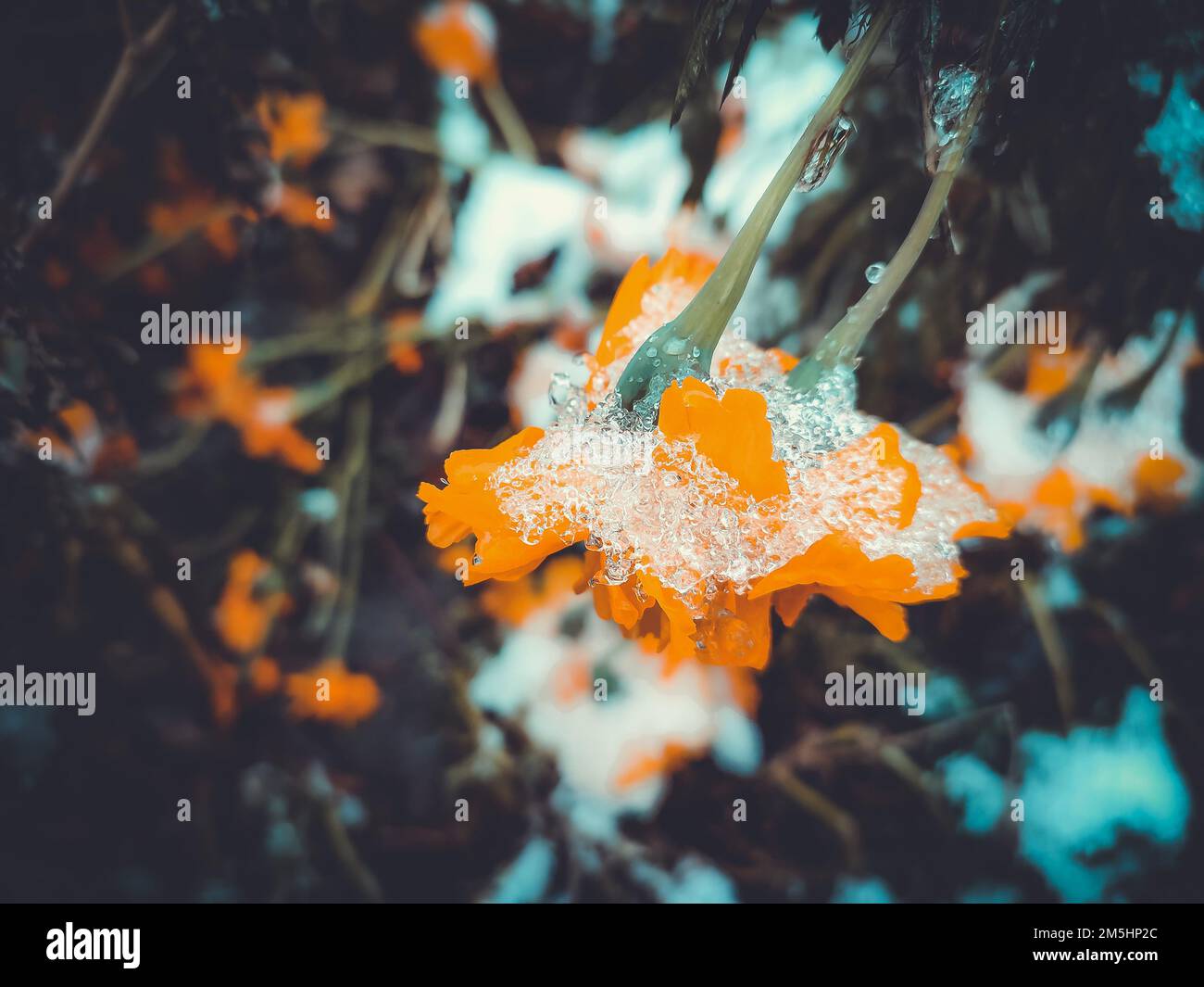 Fiori ghiaccio coperto di neve primo piano. Fiori giallo-arancio brillante Chernobrivtsy e erba coperta di ghiaccio e neve in una giornata invernale. Inverno, vineria, freddo, ghiaccio, ghiaccio, congelato gelido. Sfondo naturale Foto Stock