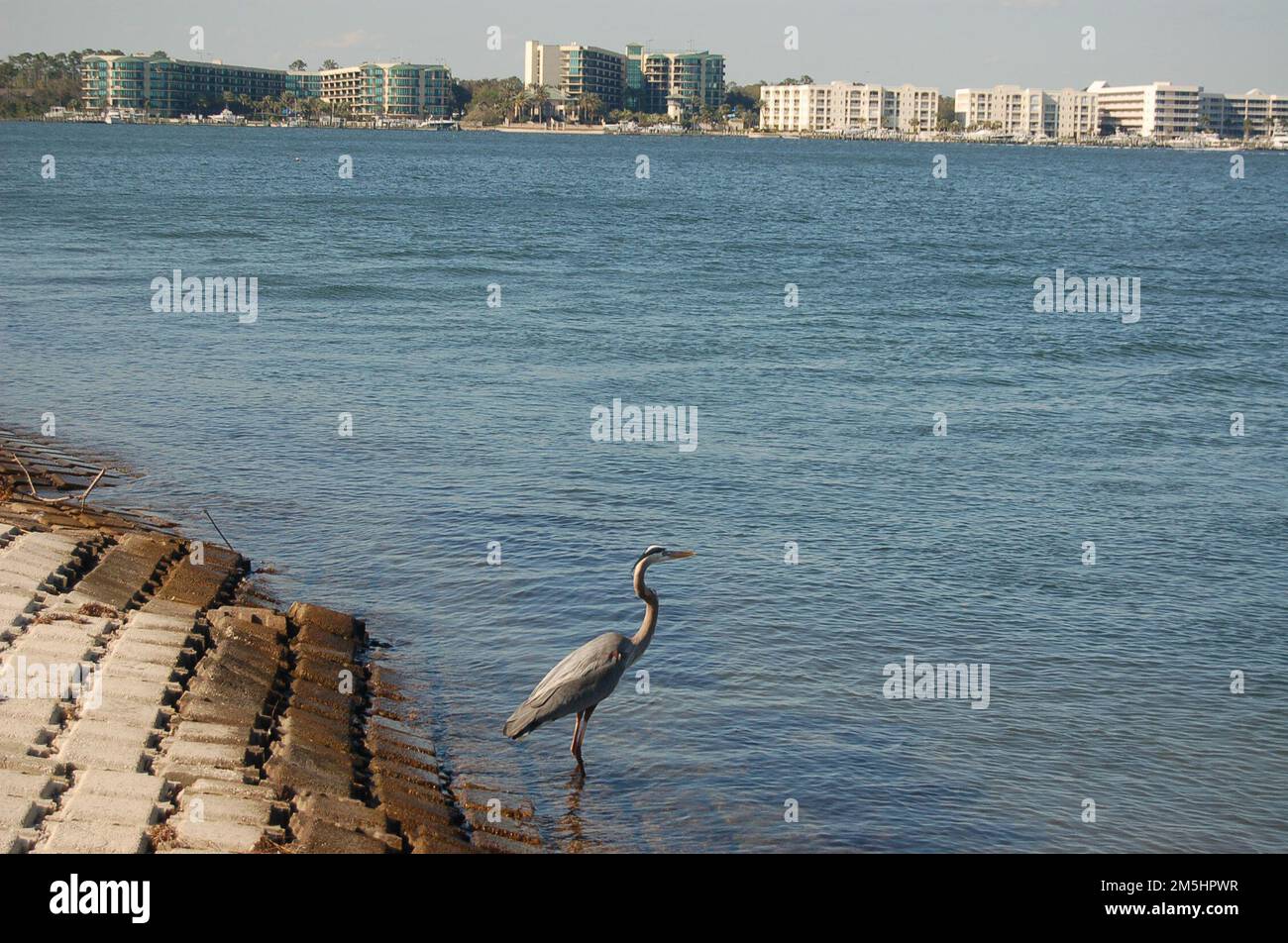 Collegamento costiero dell'Alabama - Heron Wading a Orange Beach. Un uccello d'acqua, identificato provvisoriamente come un giovane grande airone blu, svanisce nelle shallows del lancio della barca alla fine di Marina Road in Orange Beach, Alabama. Località: Orange Beach, Alabama (30,284° N 87,555° W) Foto Stock