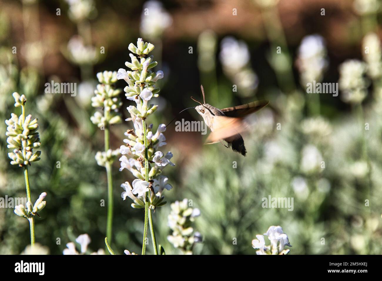Insetto in fiori Foto Stock