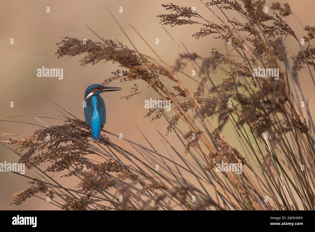 Kingfisher comune (Alcedo atthis), AKA Eurasian Kingfisher o River Kingfisher. Questo uccello colorato si trova in tutta l'Eurasia e l'Africa settentrionale. IO Foto Stock