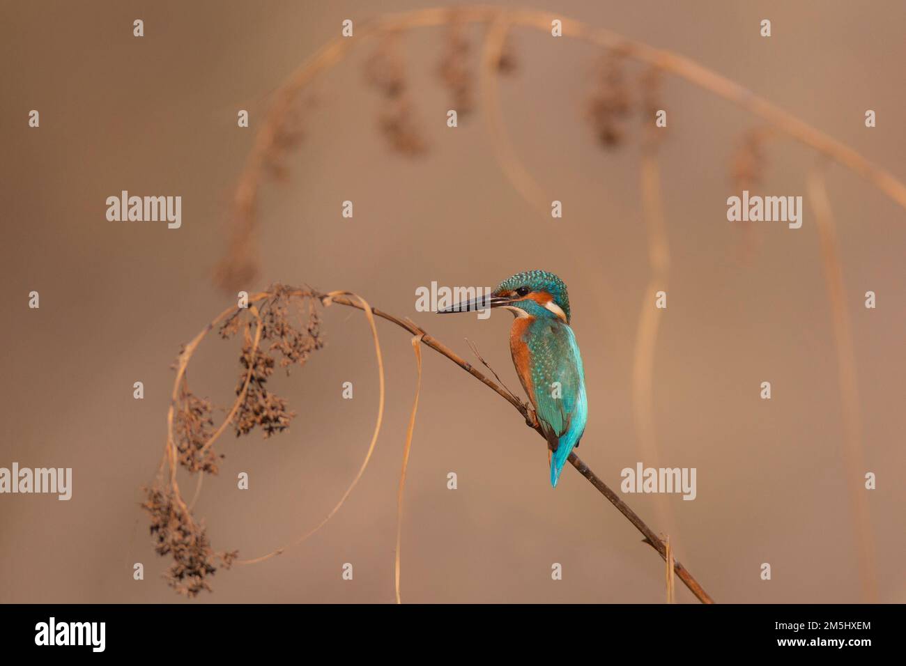Kingfisher comune (Alcedo atthis), AKA Eurasian Kingfisher o River Kingfisher. Questo uccello colorato si trova in tutta l'Eurasia e l'Africa settentrionale. IO Foto Stock