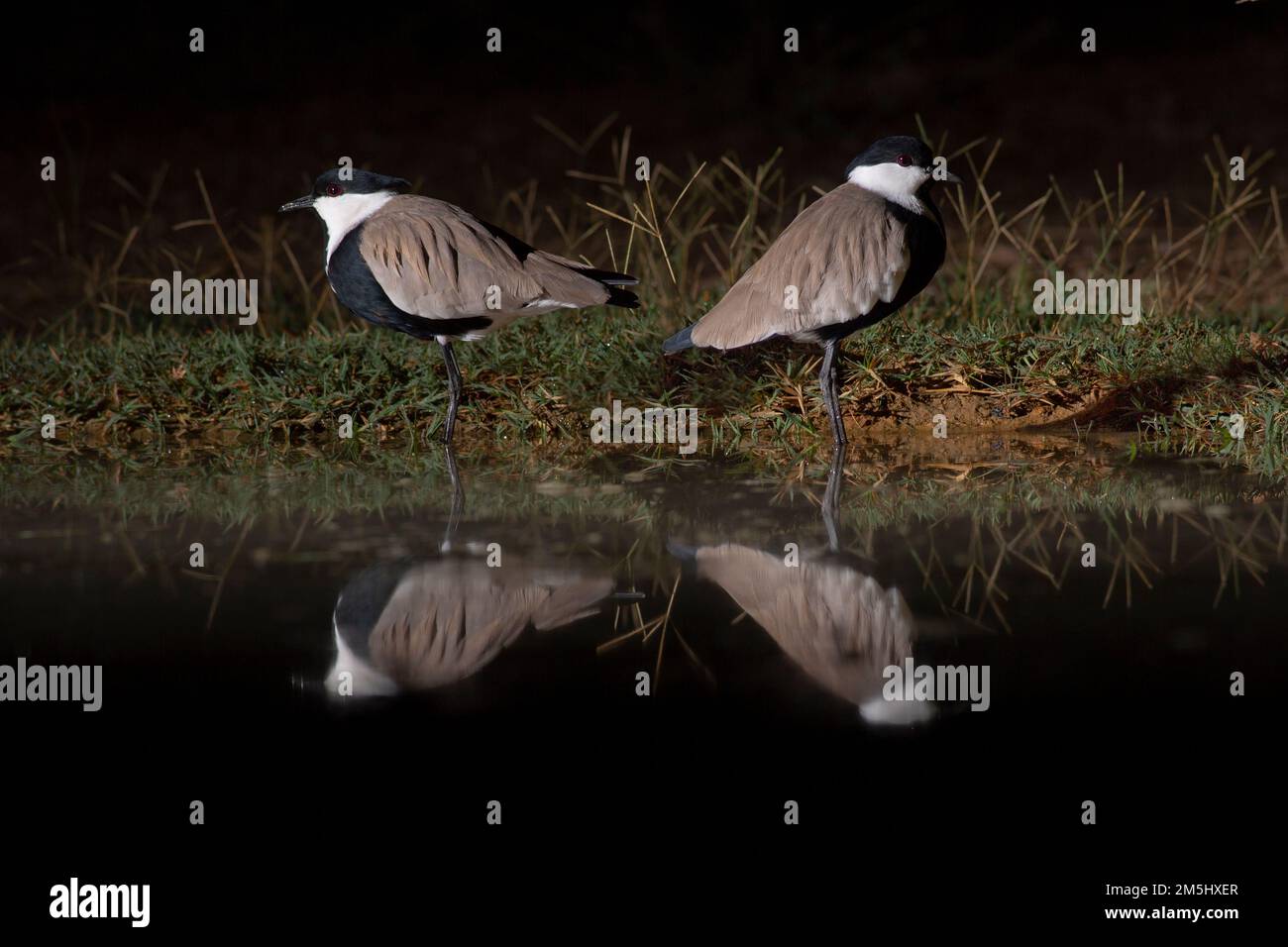 Due plover alati di Spur riflettendo nell'acqua il plover alato di Spur (o il lapwing, Vanellus spinosus) con il pulcino. Questo uccello abita zone umide e coste Foto Stock