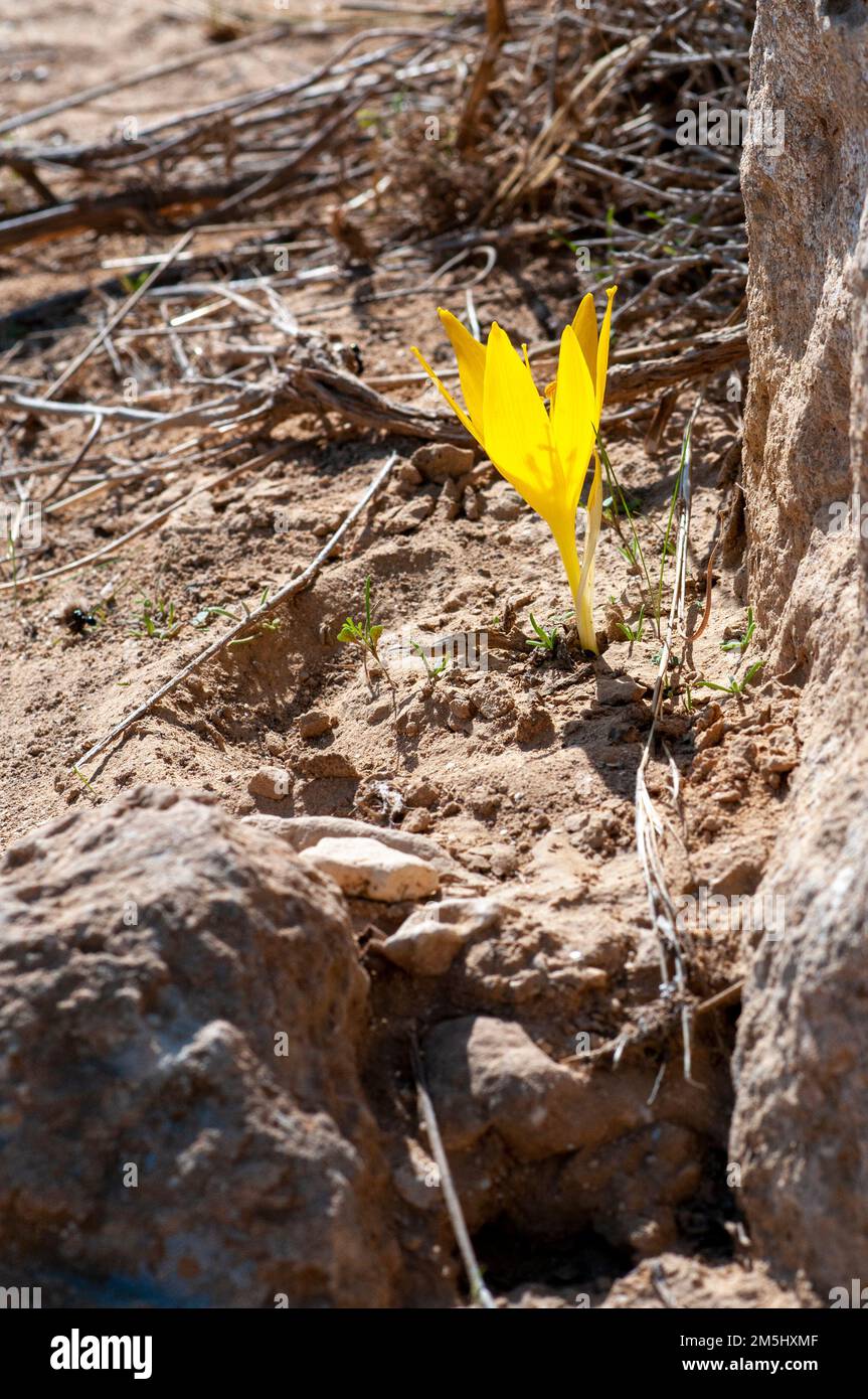 Sternbergia clusiana caduta Daffodil o grande Sternbergia. Pianta bulbosa della famiglia Amaryllidaceae, sottofamiglia Amaryllidoideae, ha gre Foto Stock