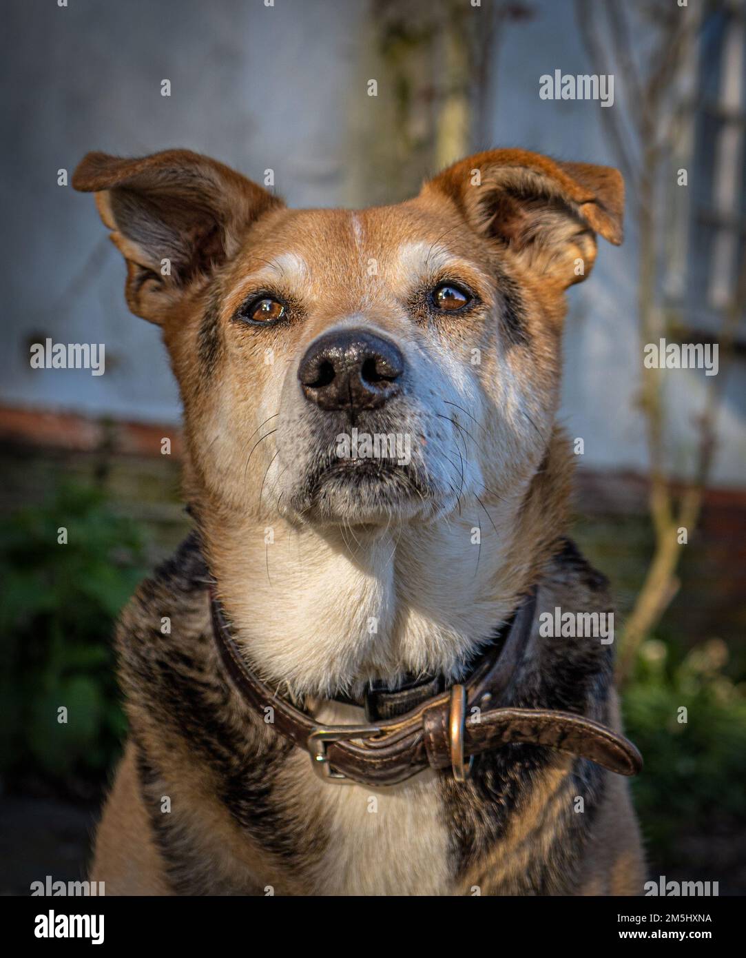 ritratto di una testa di cani Foto Stock