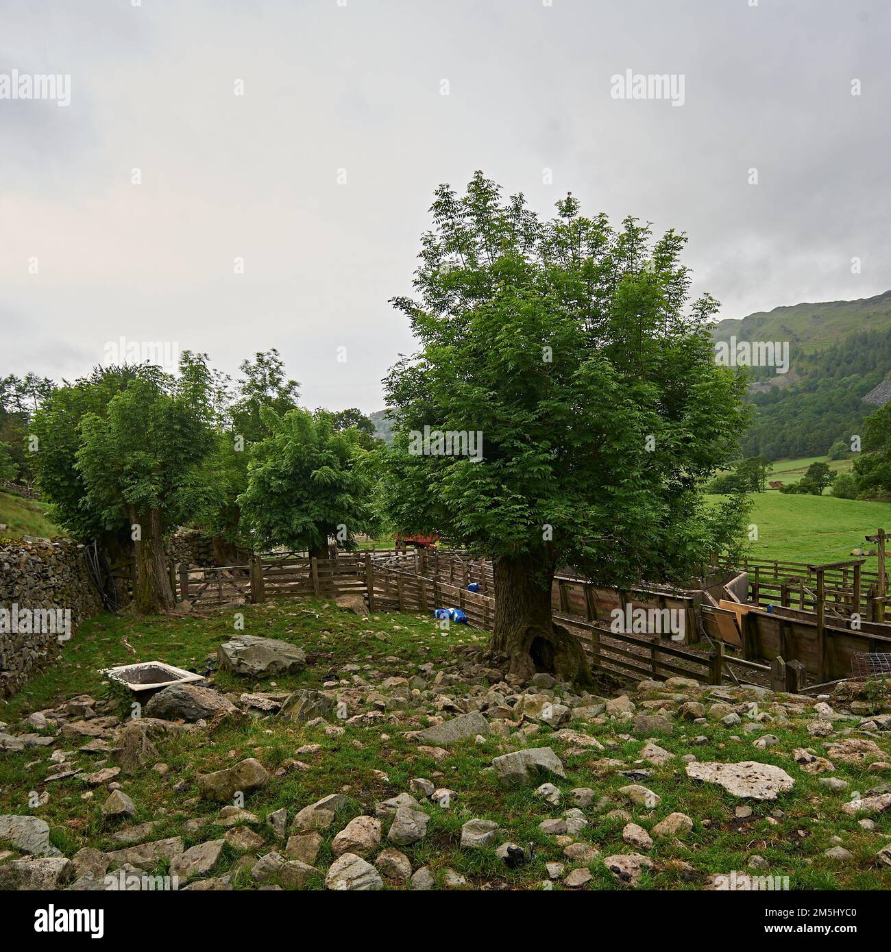 Edifici agricoli e recinzioni in disuso, parco nazionale del distretto del lago, Regno Unito, GB, Foto Stock