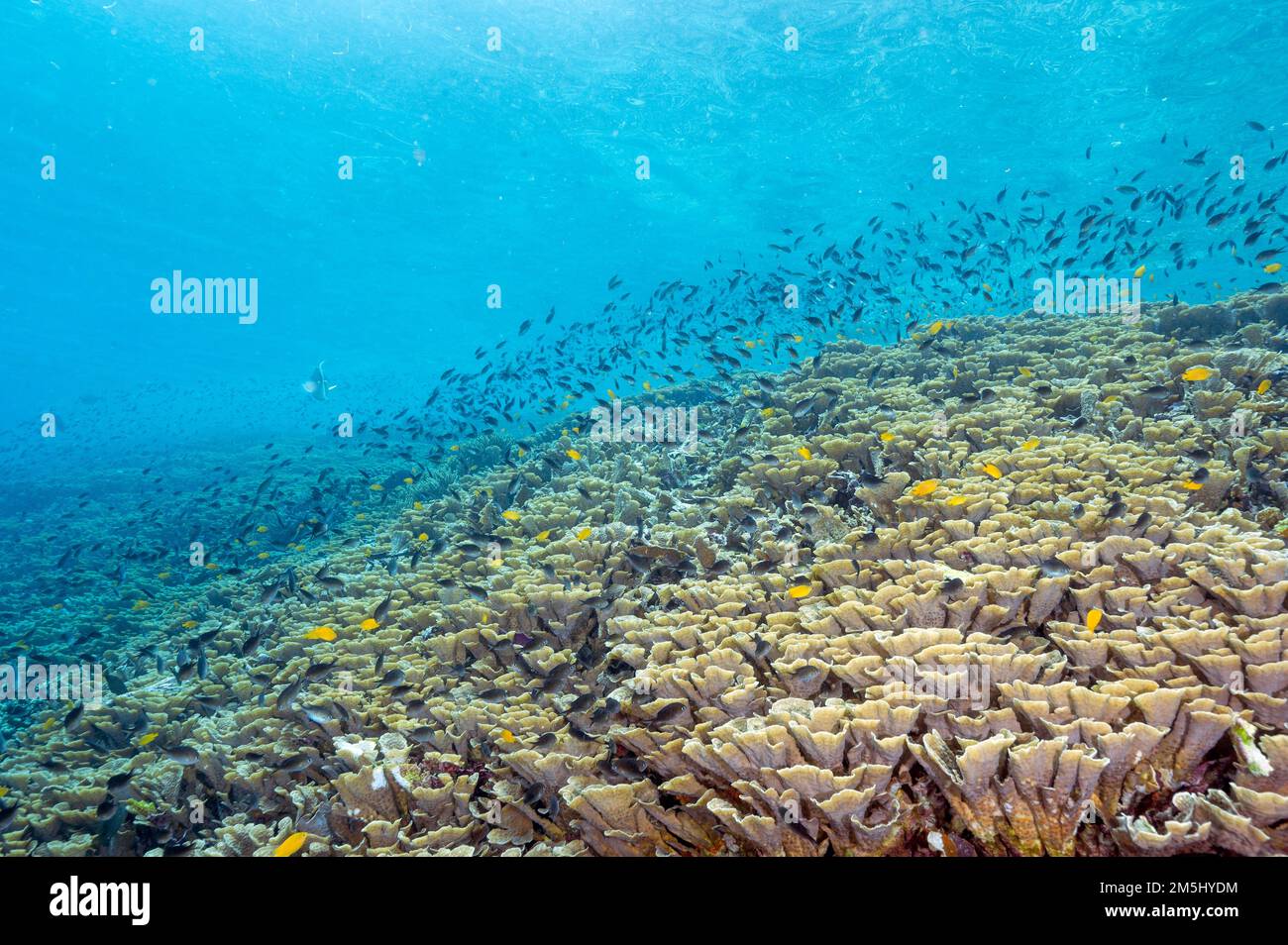 Reef panoramico con coralli fogliosi incontaminati, Raja Ampat Indnonesia. Foto Stock