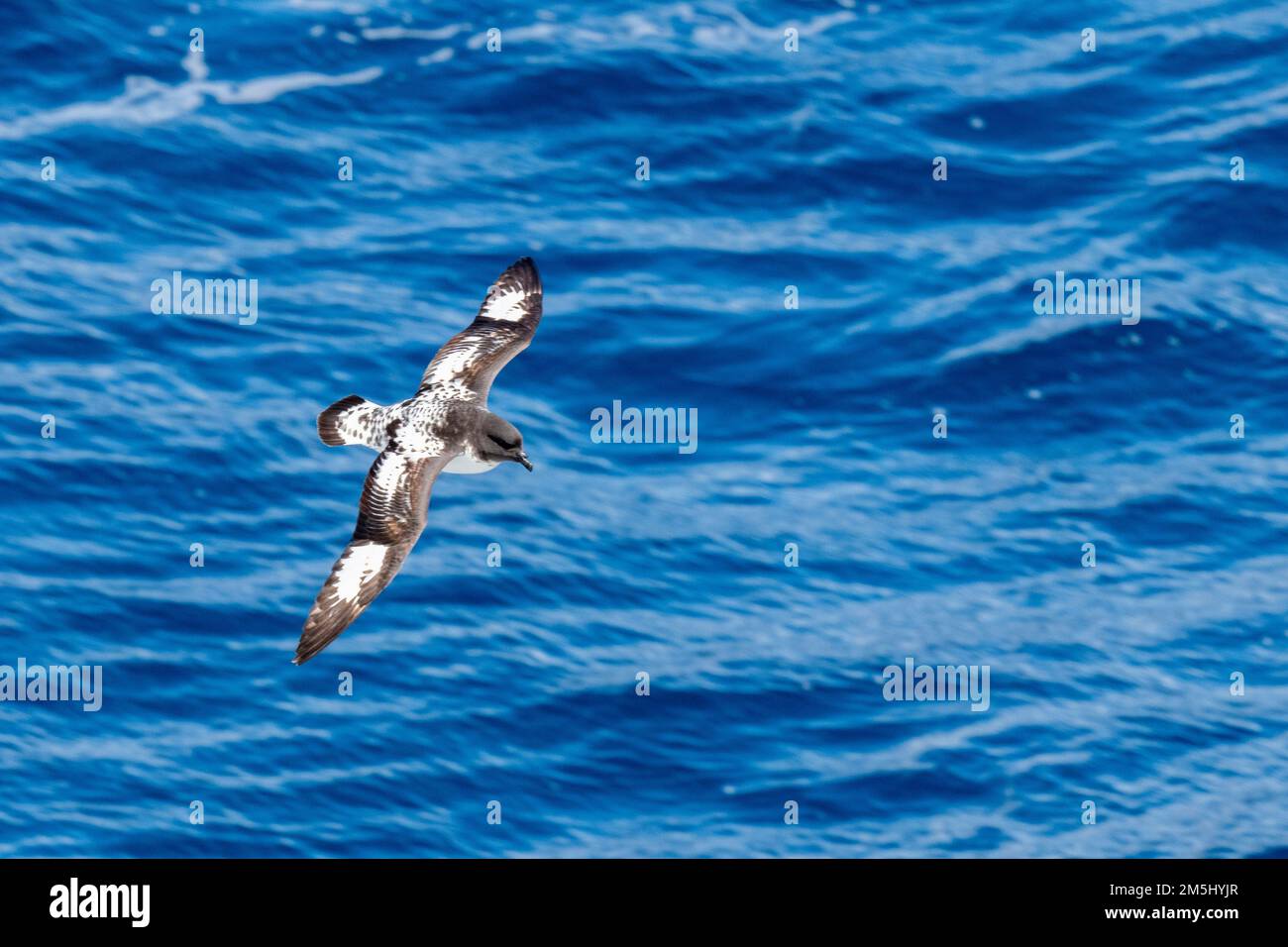 Antartide, Drake Passage. Cape petrel in volo (SELVAGGIO: Daption capense) Foto Stock