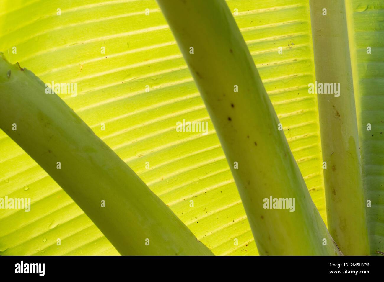Riassunto astratto della foglia di banana retroilluminata. Foto Stock