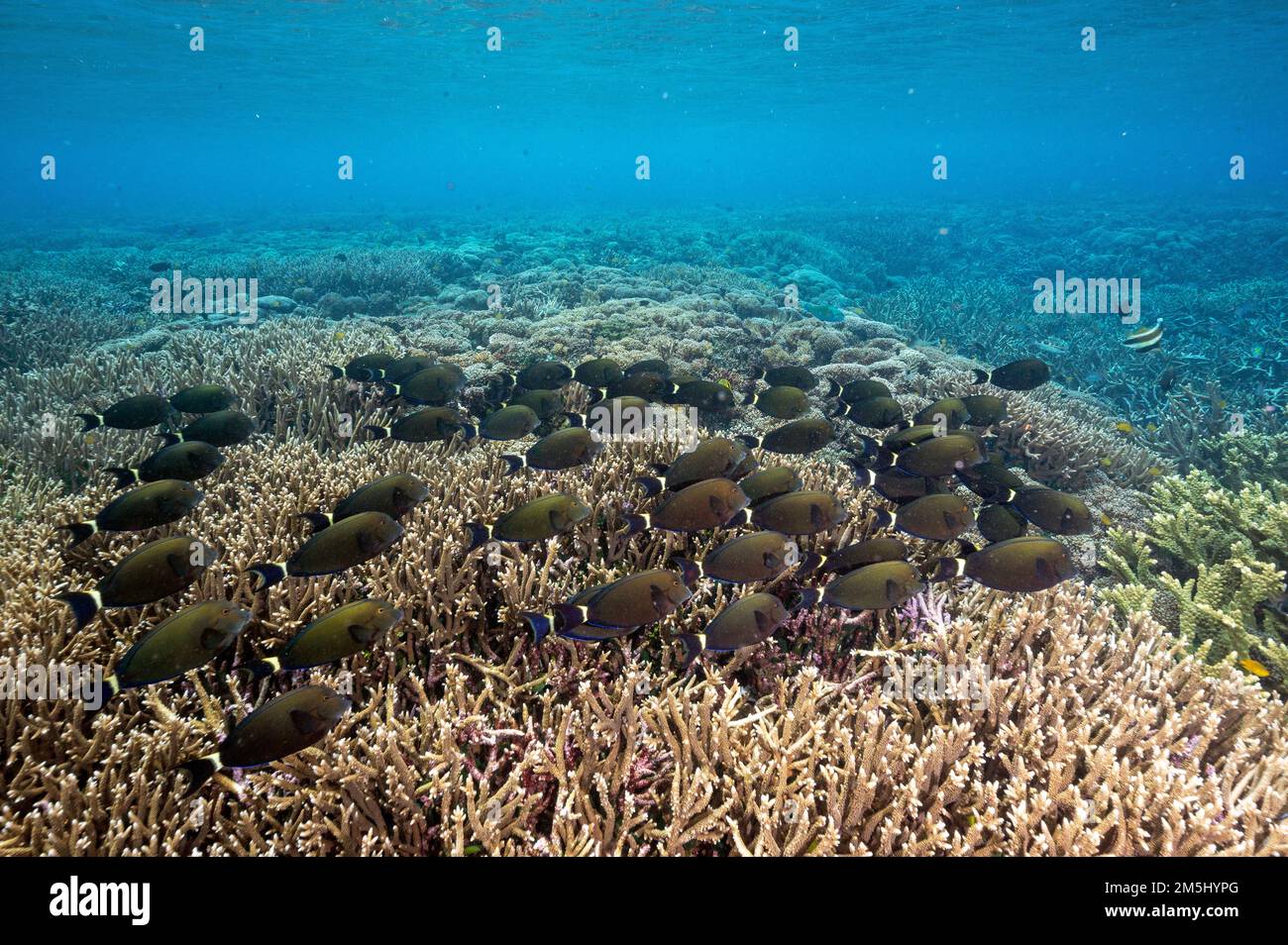 Barriera corallina panoramica con pesci chirurgo, Raja Ampat Indonesia Foto Stock