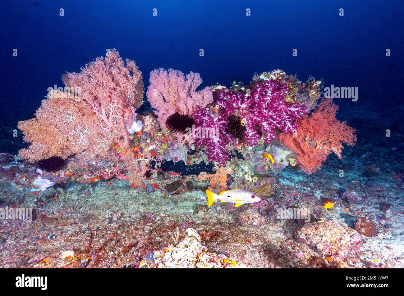 Reef scenic con softcorals Raja Ampat Indonesia Foto Stock