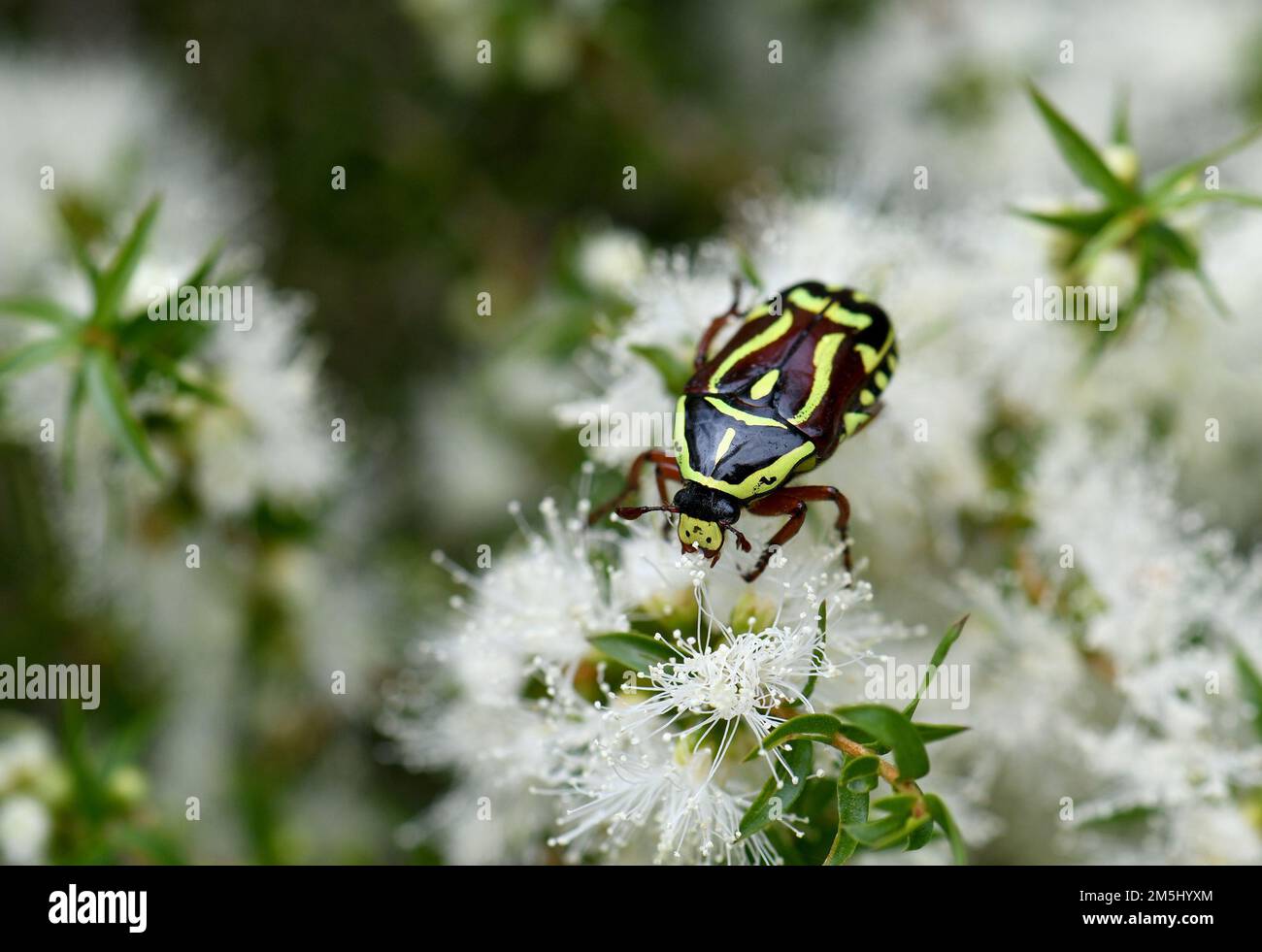 Primo piano di Fiddler Beetle, Eupoecila australasiae, famiglia Scarabaeidae, che si nutre del nettare dei fiori dell'albero del tè di Melaleuca, Cowra NSW Foto Stock