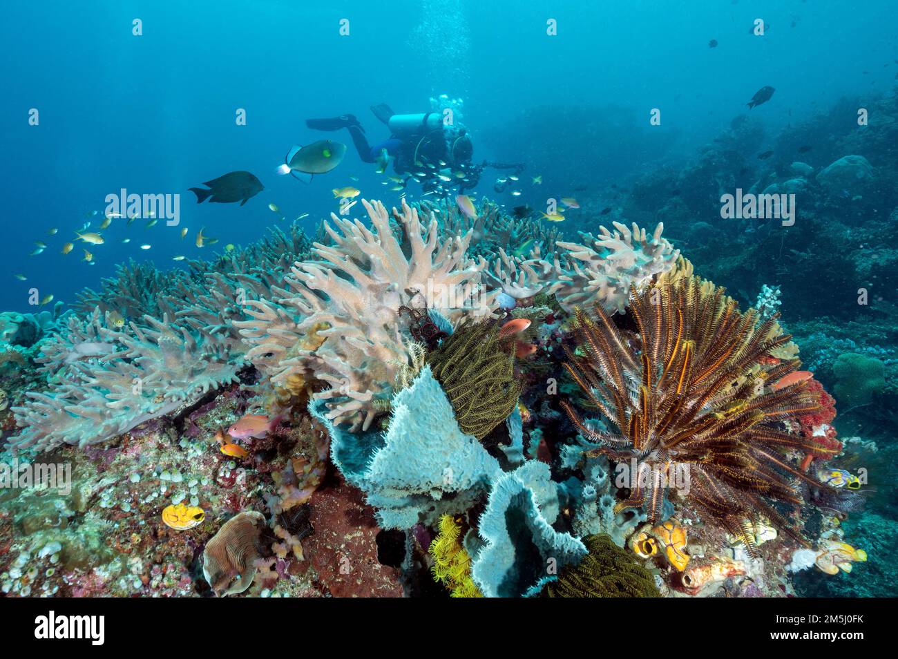 Reef scenico e fotografo subacqueo, Raja Ampat Indonesia. Foto Stock