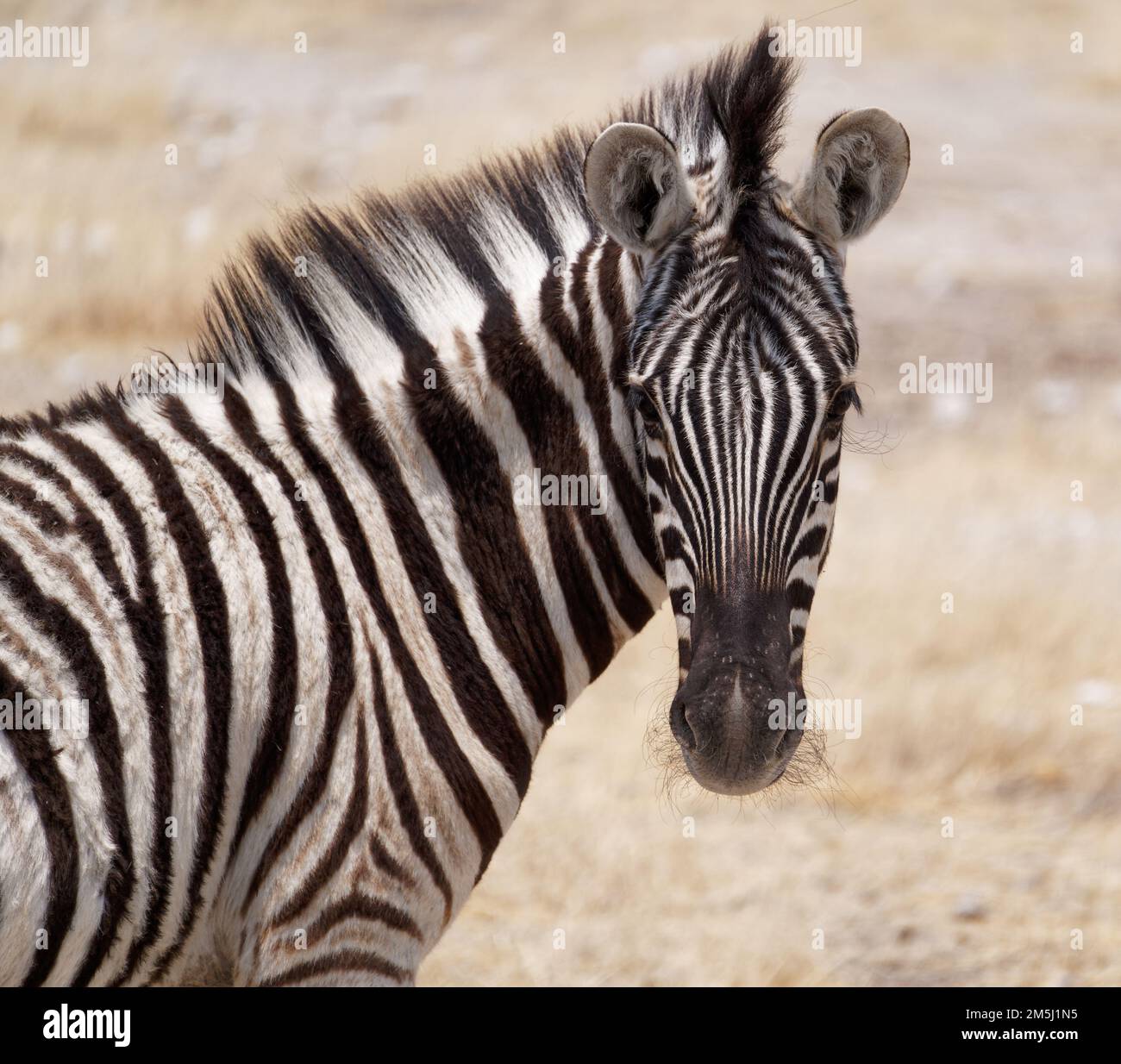 Zebre nel Parco Nazionale di Etosha Foto Stock
