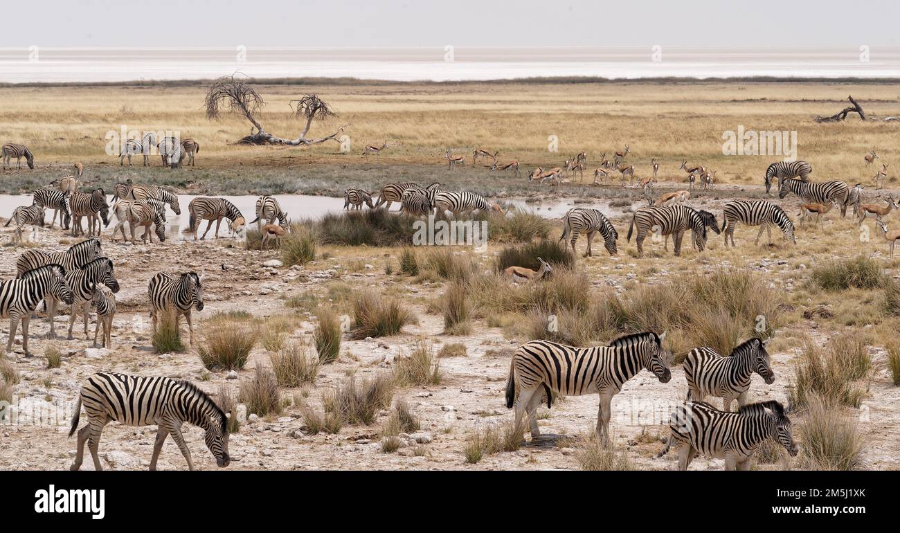 Zebre nel Parco Nazionale di Etosha Foto Stock