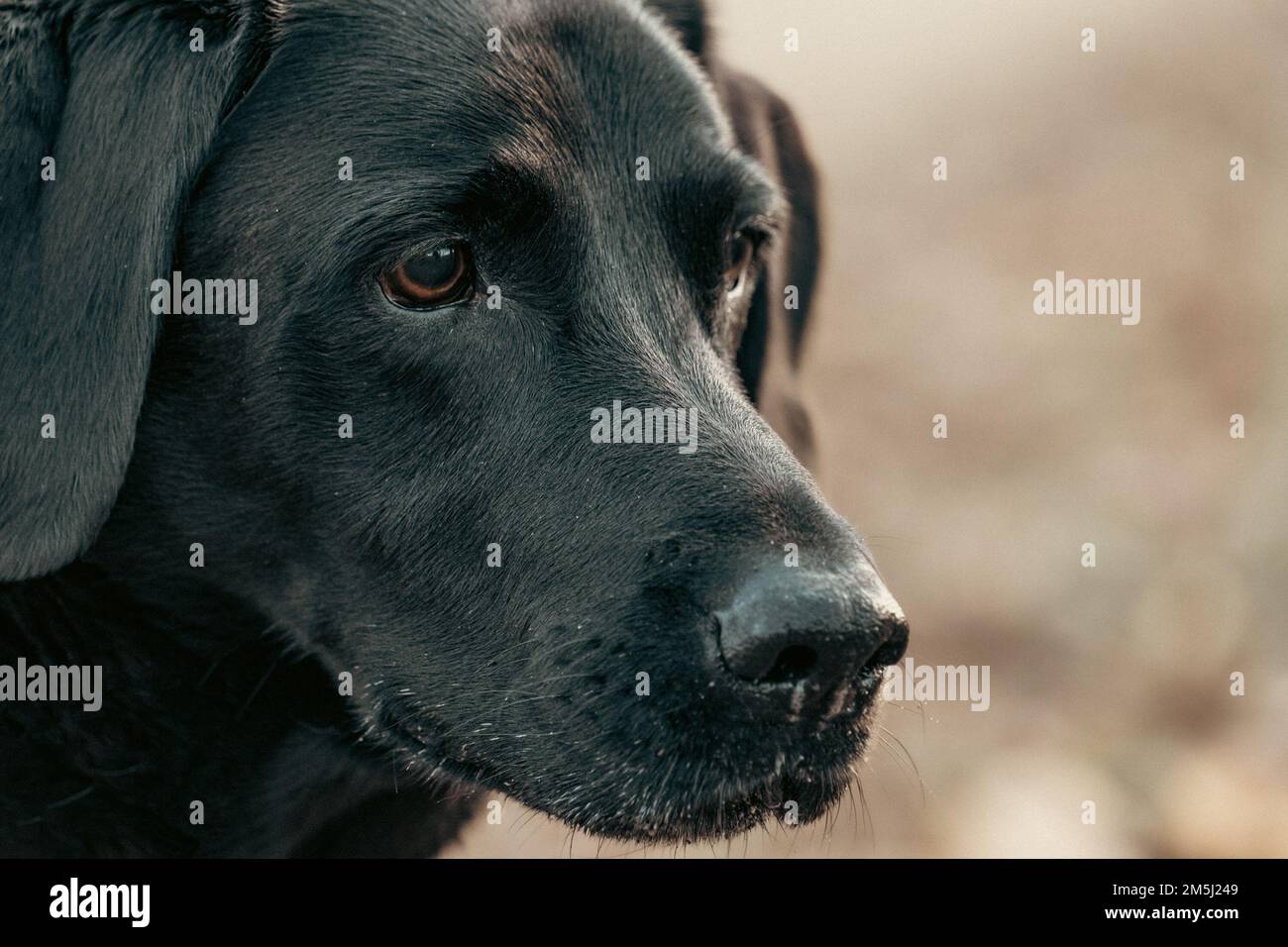 Colpo di testa di labrador Retriever nero Foto Stock