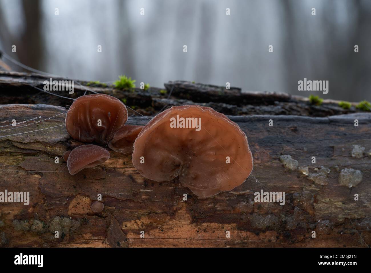 Auricularia auricula-judae funghi commestibili sul legno. Nota come orecchio di gelatina. Funghi castani selvatici nella foresta delle pianure alluvionali. Foto Stock