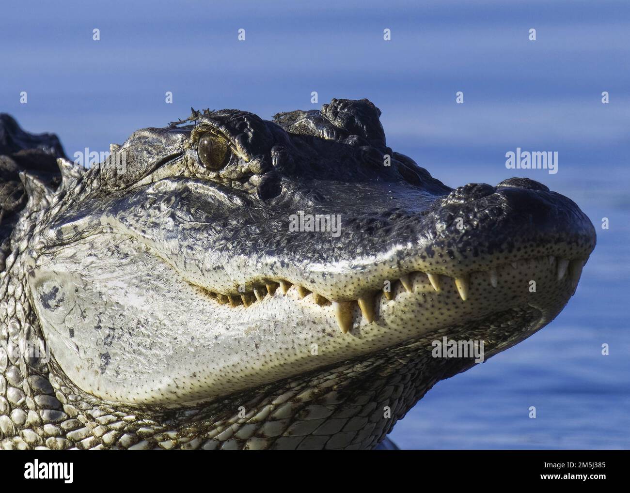 Primo piano della testa degli alligatori americani che mostra un occhio e una fila di denti affilati e potenti con uno sfondo di acqua blu in Louisiana Foto Stock