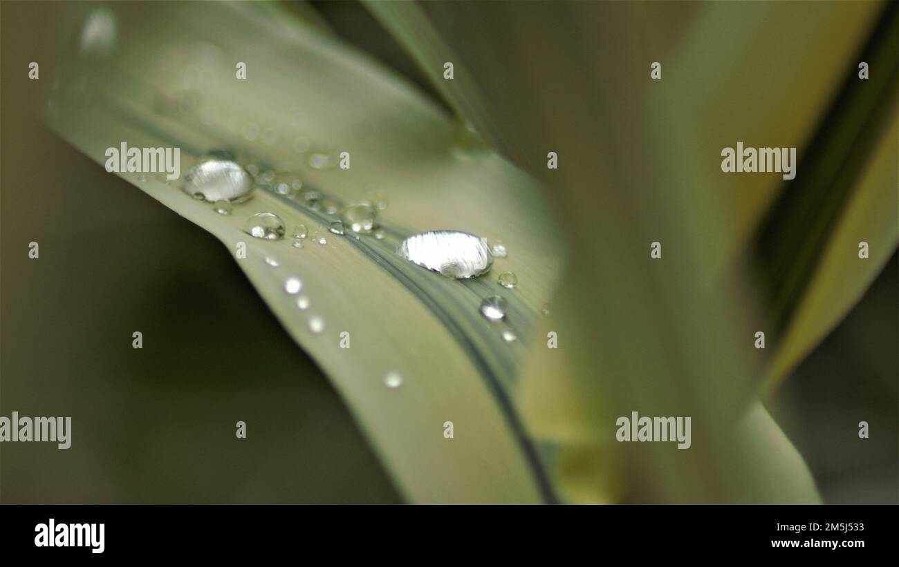 Gocce d'acqua sulla feaf verde Foto Stock