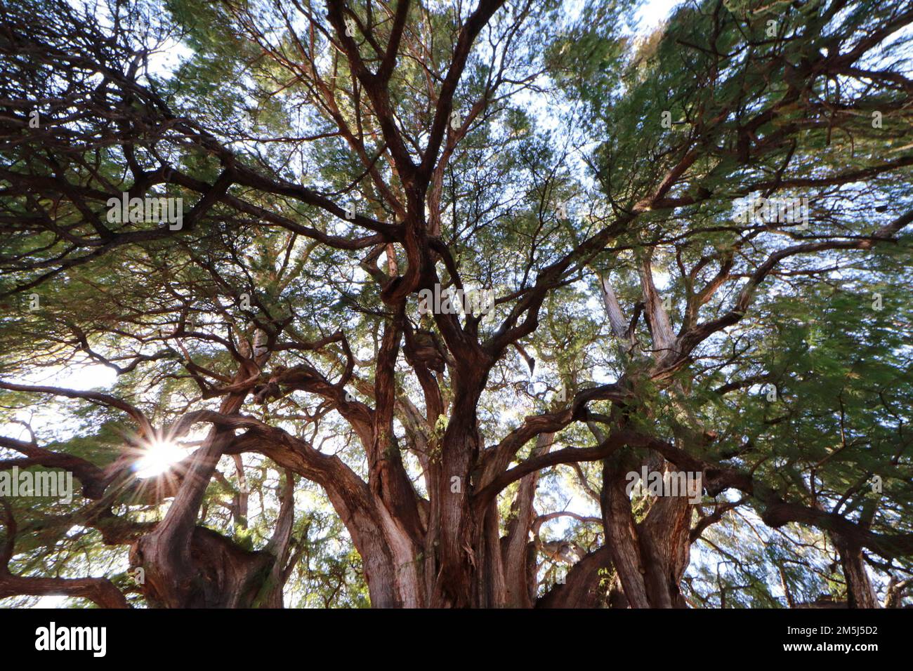 28 dicembre 2022, Santa Maria El Tule, Messico: Vista generale del gigantesco e unico ginepro chiamato 'Tule Tree', una delle bellezze naturali di Oaxaca con più di 2.000 anni, L'albero ha un'altezza di 40 metri e un diametro di 52,58 m. si trova a Santa María El Tule, a 12 km dalla città di Oaxaca. 28 dicembre 2022 a Santa Maria El Tule, Messico. (Foto di Carlos Santiago/ Eyepix Group) Foto Stock