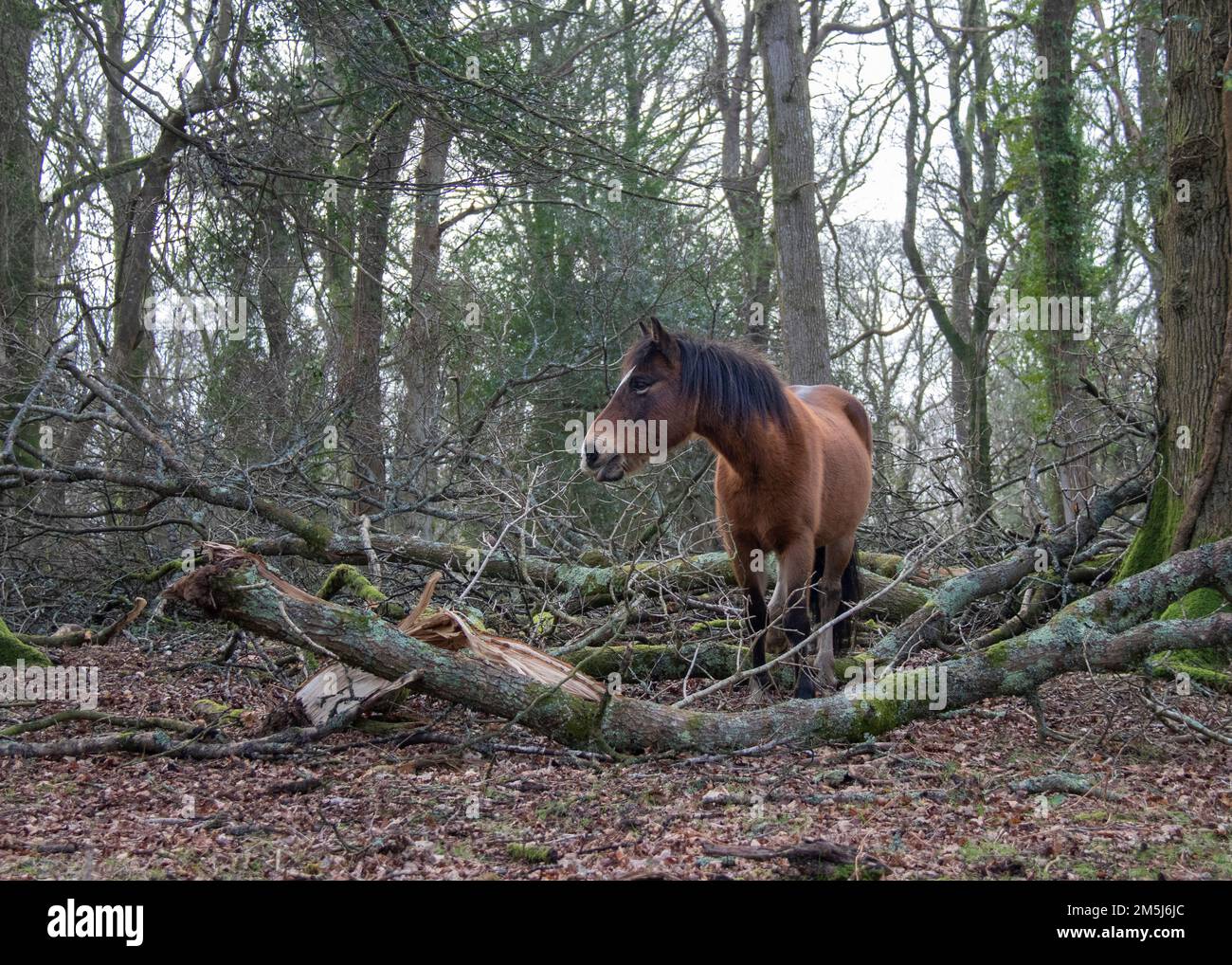 Un pony selvaggio della Nuova Foresta cammina attraverso gli alberi caduti nei boschi mostrando una colorazione marrone e una spessa criniera nera con uno sfondo di alberi invernali Foto Stock