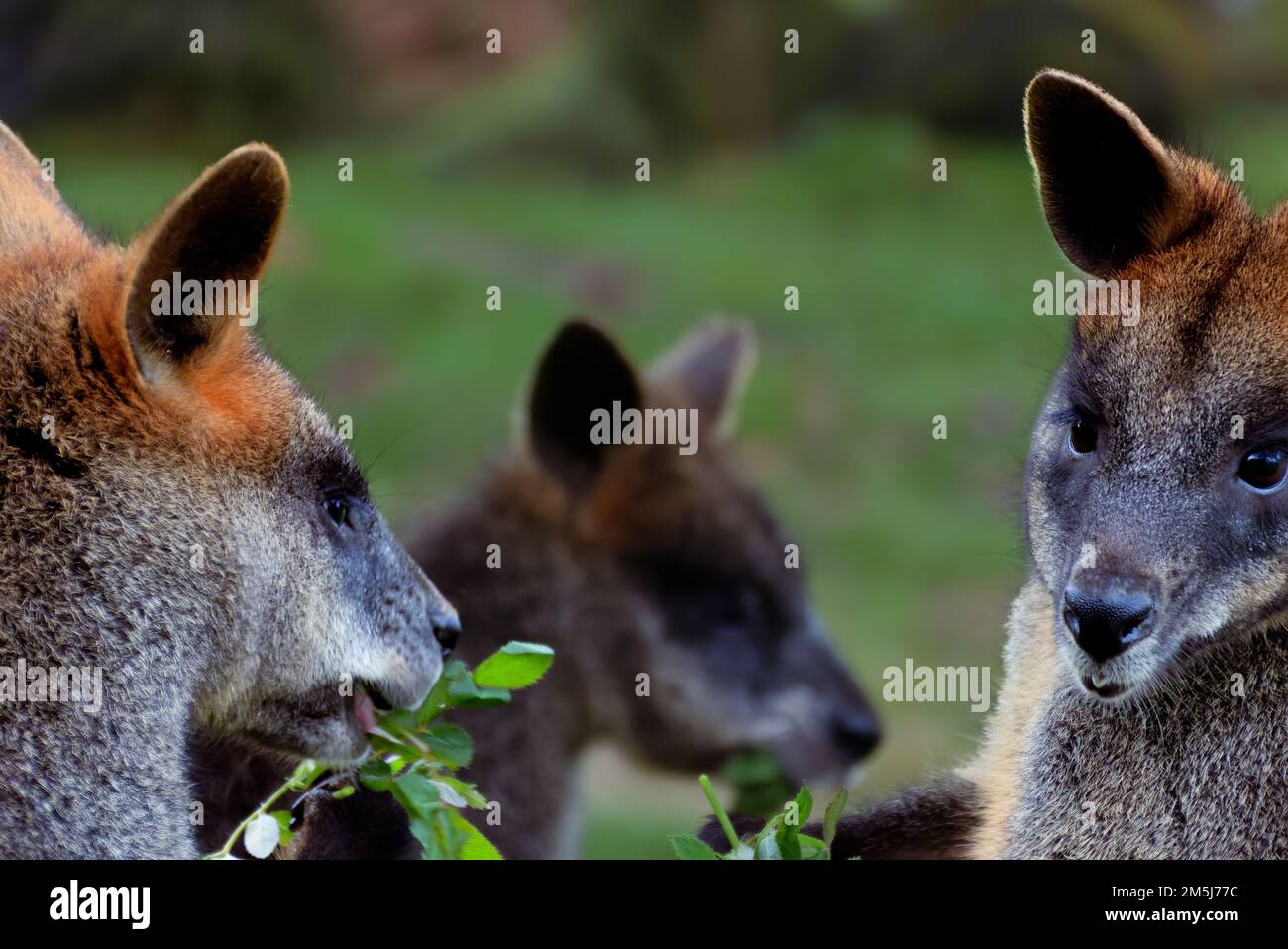 Facce di tre wallaby palude che mangiano alcune foglie di Eucalyptus allo zoo di Rotterdam, Paesi Bassi Foto Stock