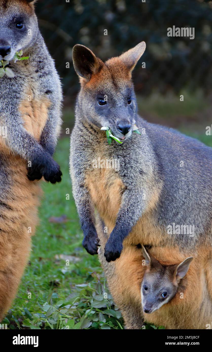 Madre palude wallaby con un joey allo zoo , Rotterdam, Paesi Bassi Foto Stock